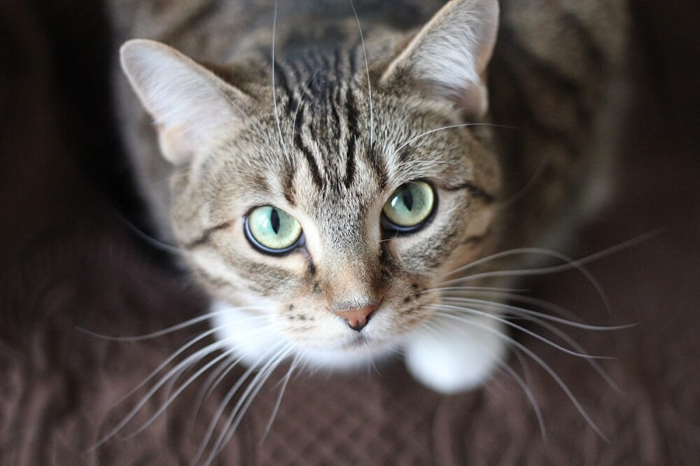 Katzenklo reinigen