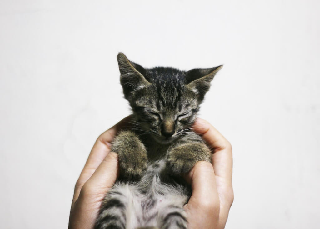 Ein neuer Mitbewohner: So gewöhnst du dein Katzenbaby ein