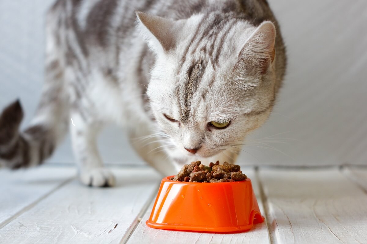 Katzenfutter