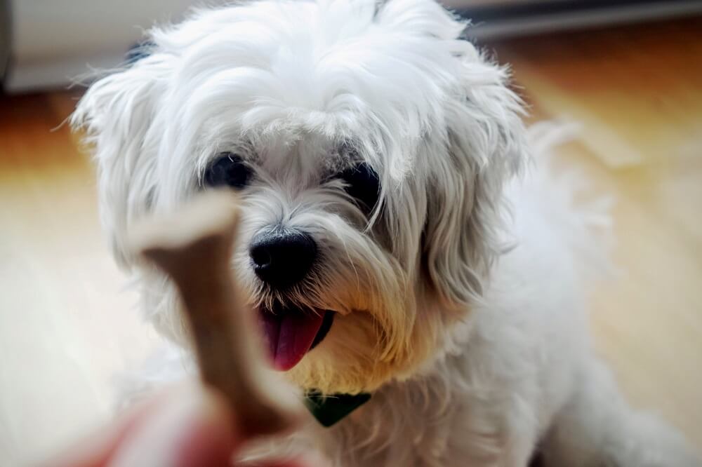 Shih Tzu Dog