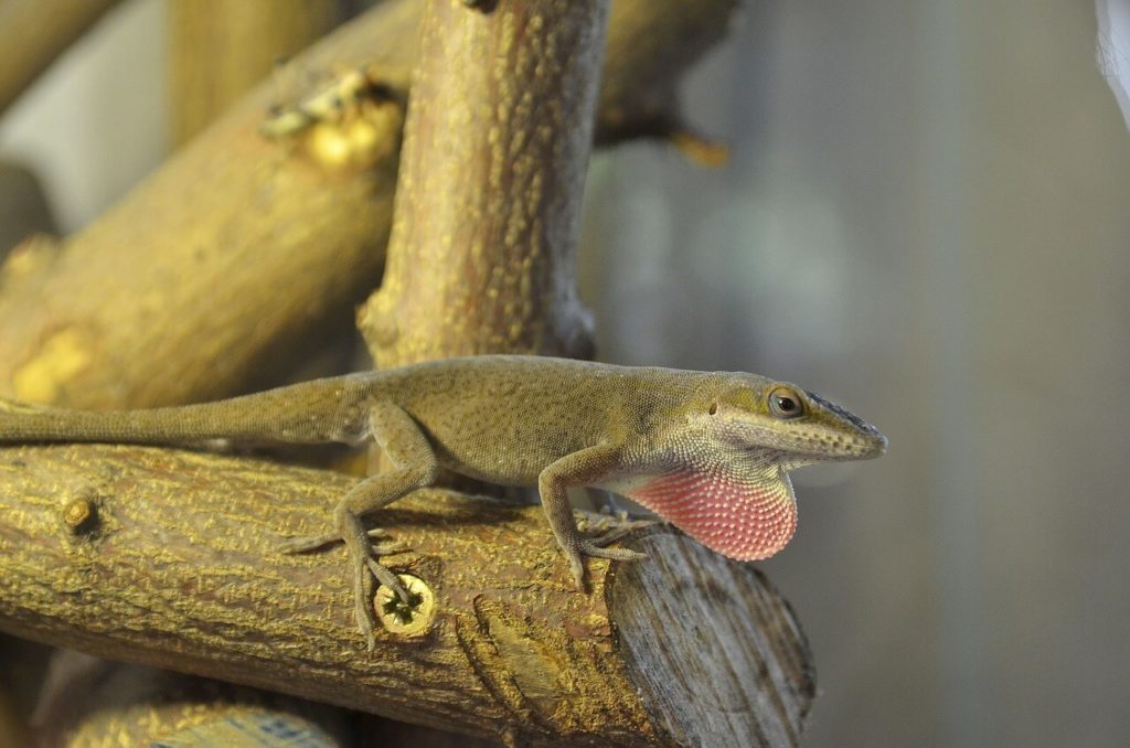 Anolis