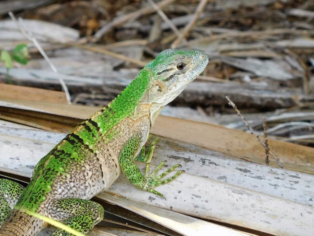 Anolis