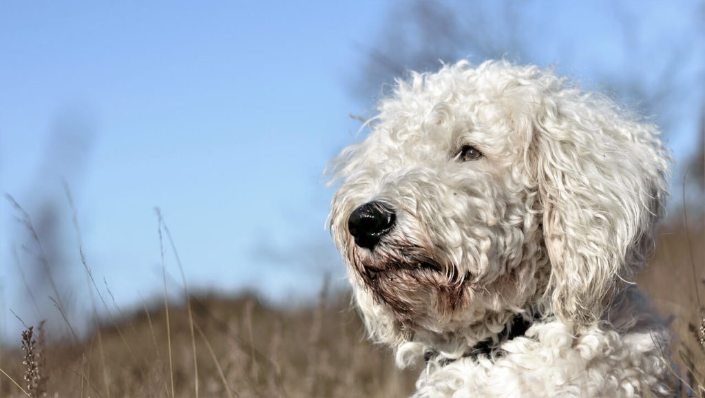Goldendoodle