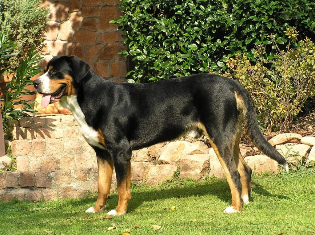 Großer Schweizer Sennenhund 