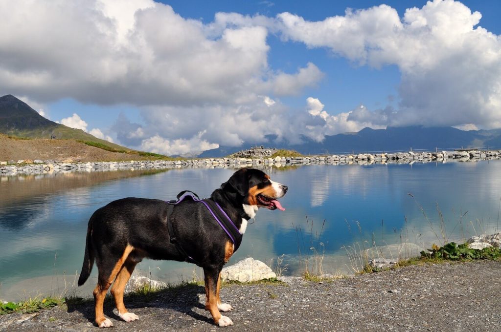 Großer Schweizer Sennenhund 