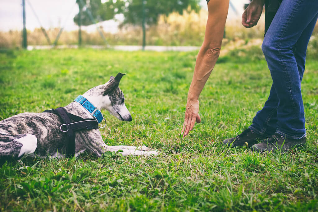 Clickertraining