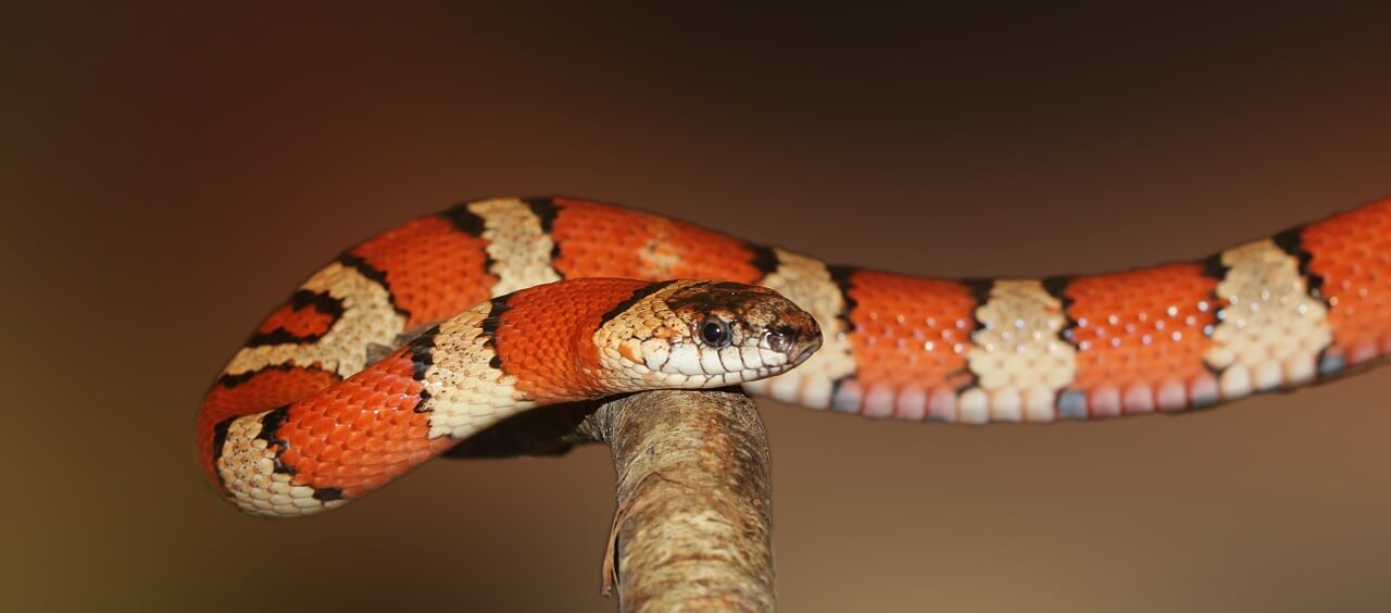 Königsnatter