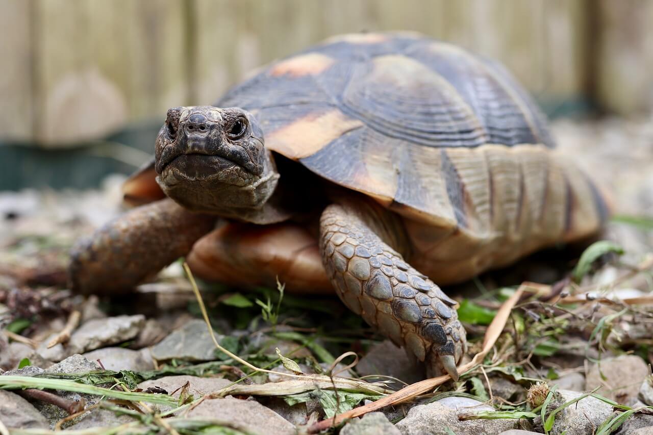 Griechische Landschildkröte