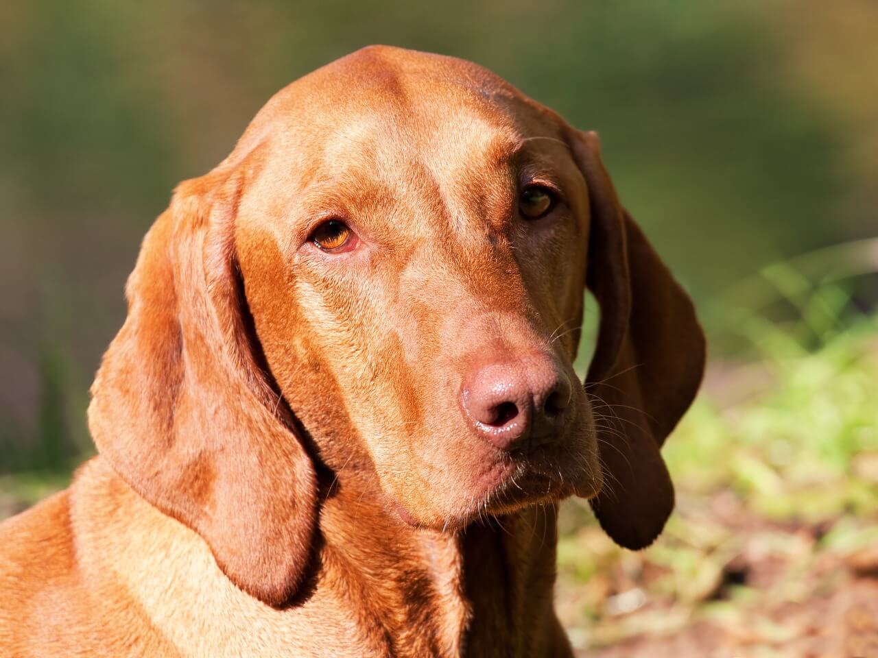 Magyar Vizsla erfahre mehr über diese interessante Hunderasse!