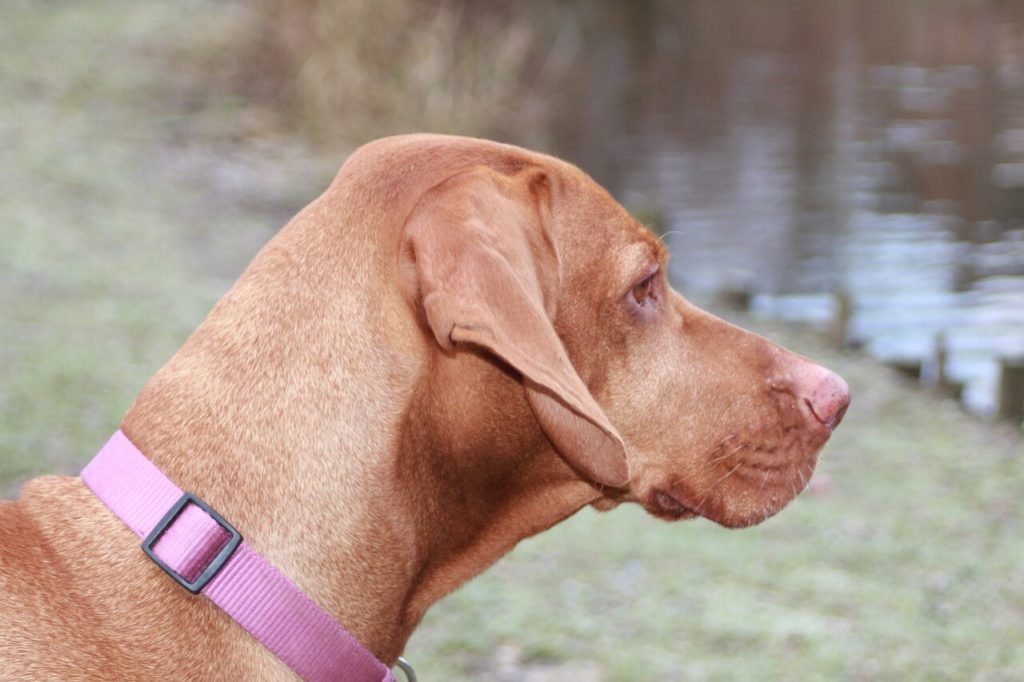 Magyar Vizsla – erfahre mehr über diese interessante Hunderasse!
