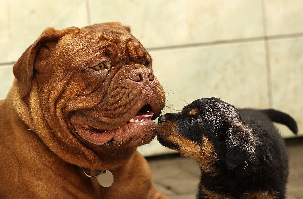 Mastiff wissenswerte Informationen über den sanften Riesen!