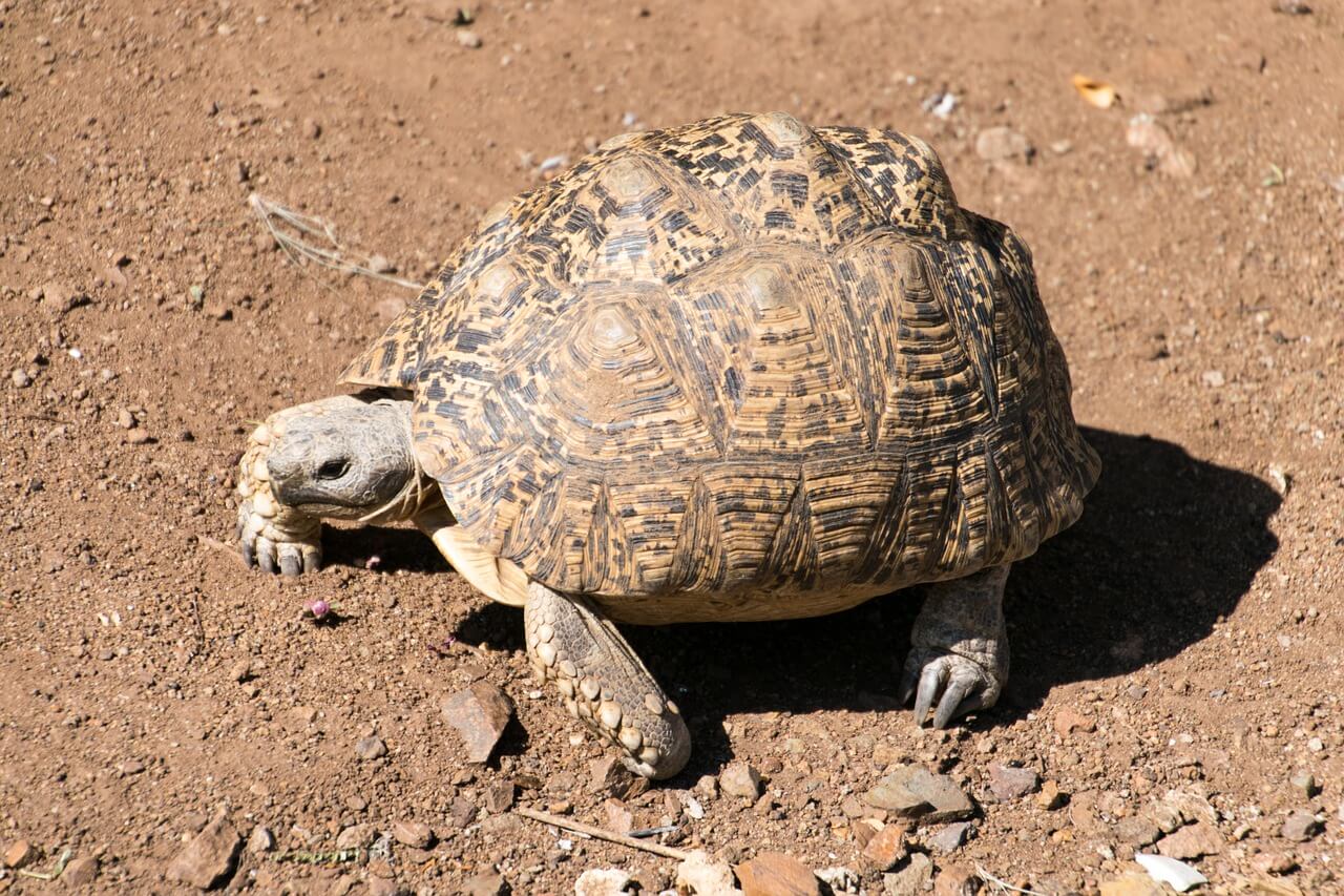 Pantherschildkröte