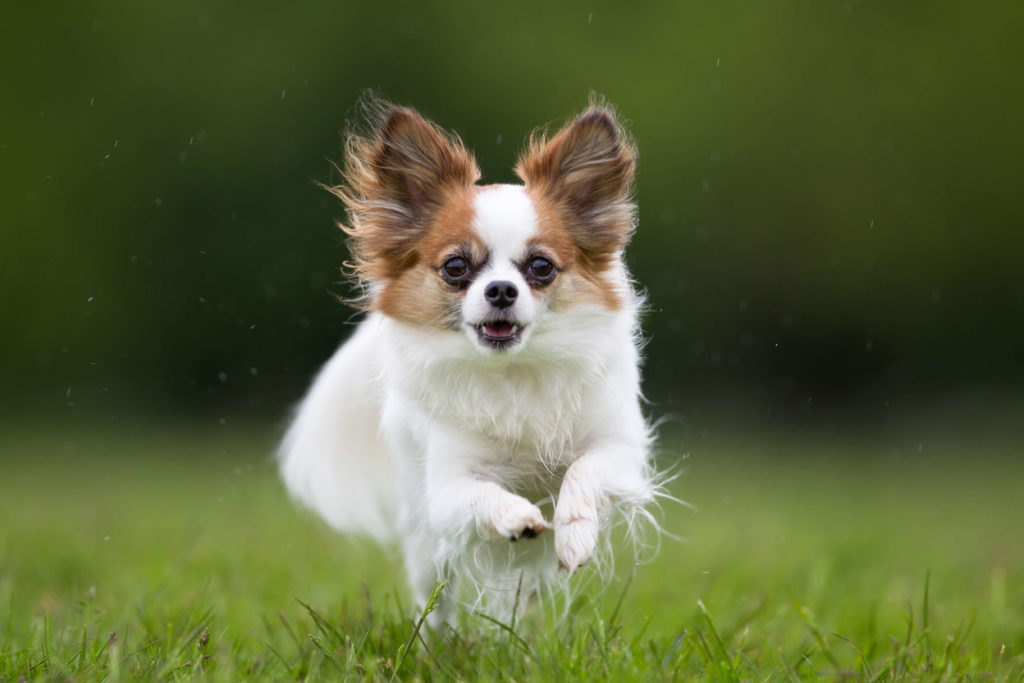 Papillon