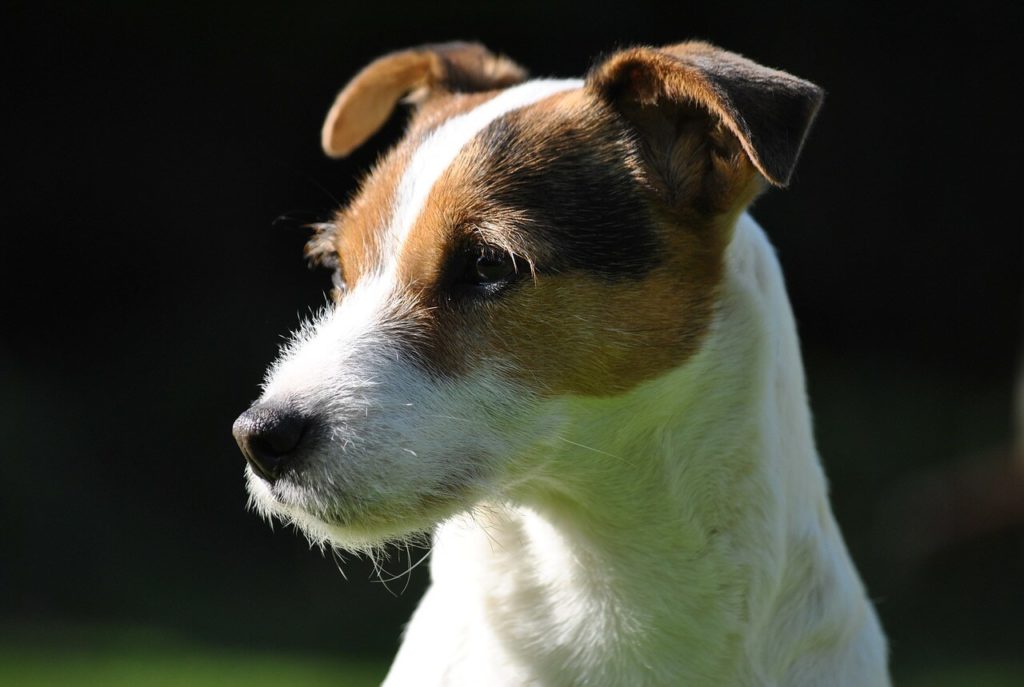 Parson Russel Terrier