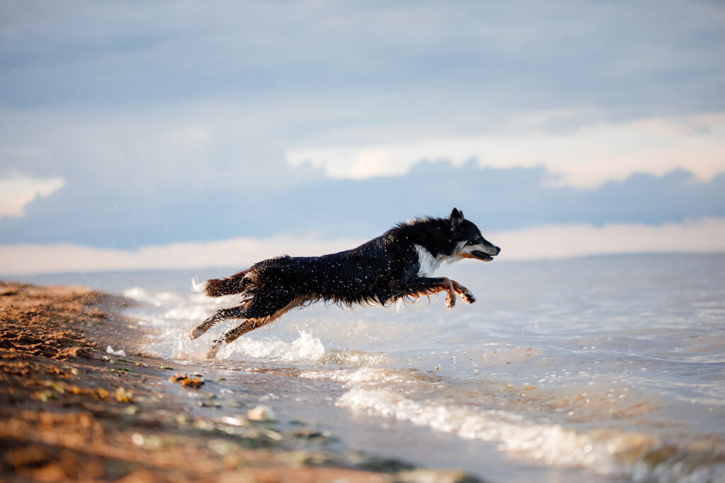 Reisen mit Hund
