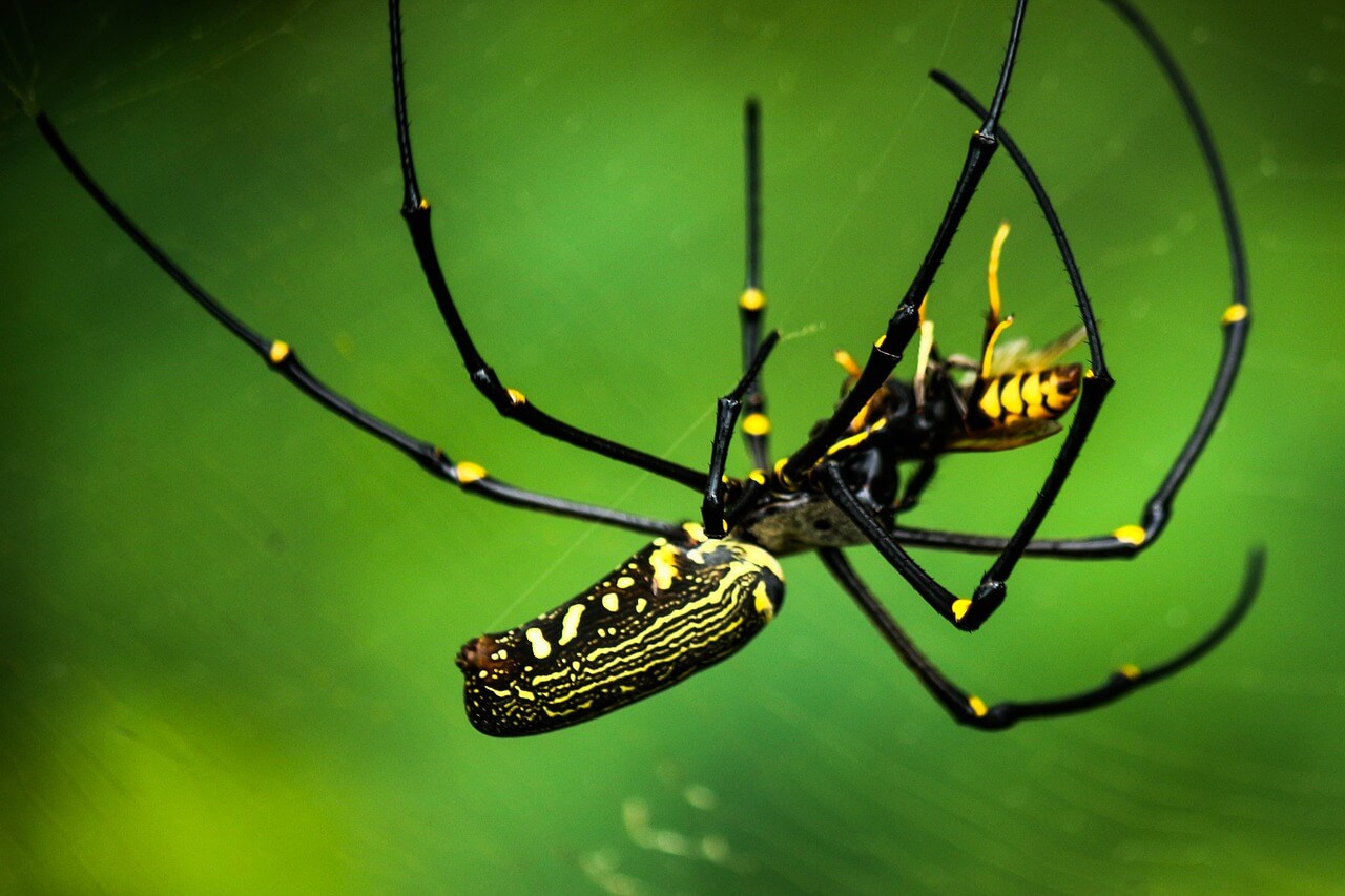 Tarantel alles was Du über diese Spinne wissen solltest!
