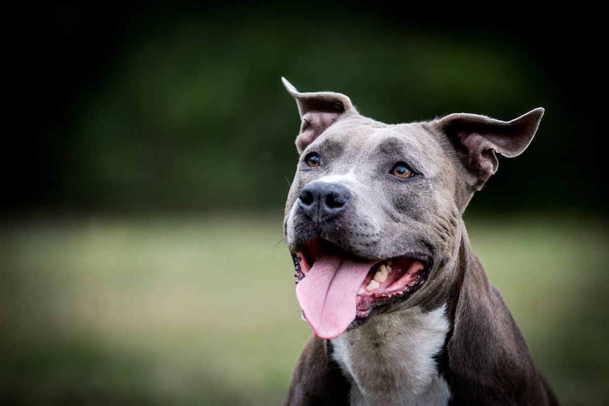staffordshire-bullterrier