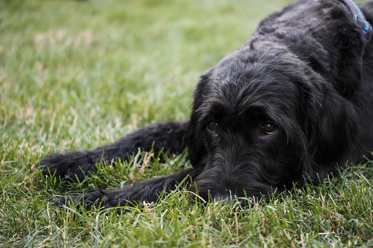 Riesenschnauzer3 1