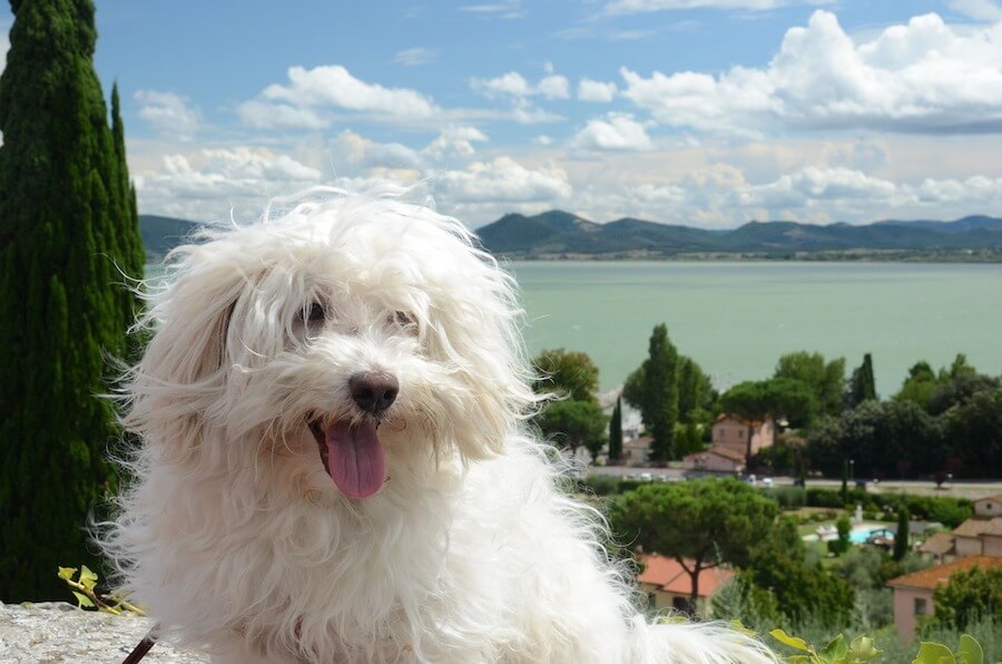 Bologneser Hund