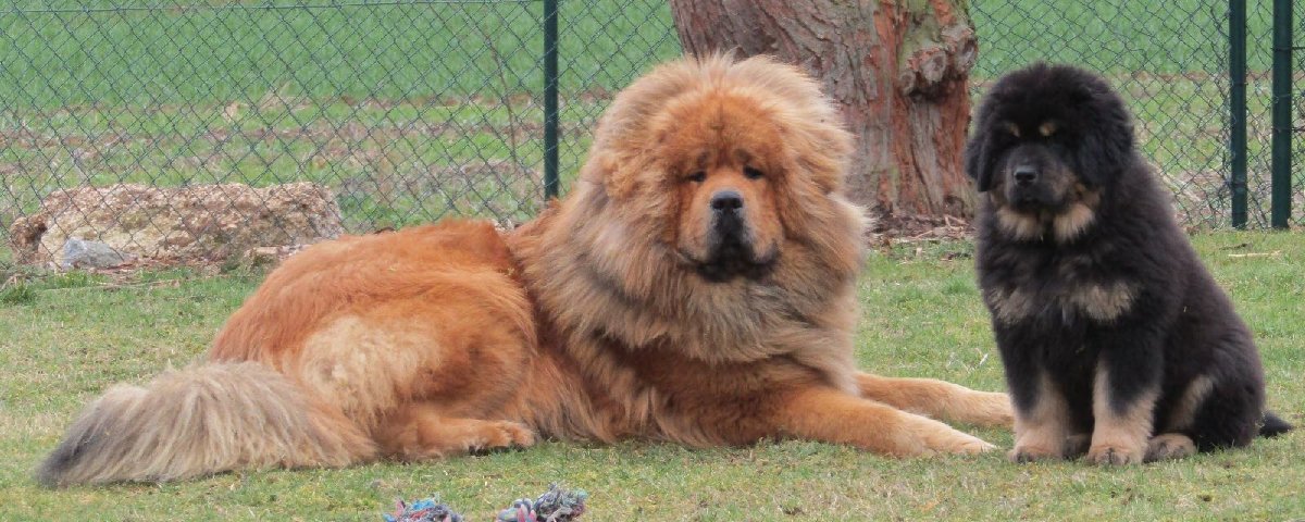 Guardian of Tibet
