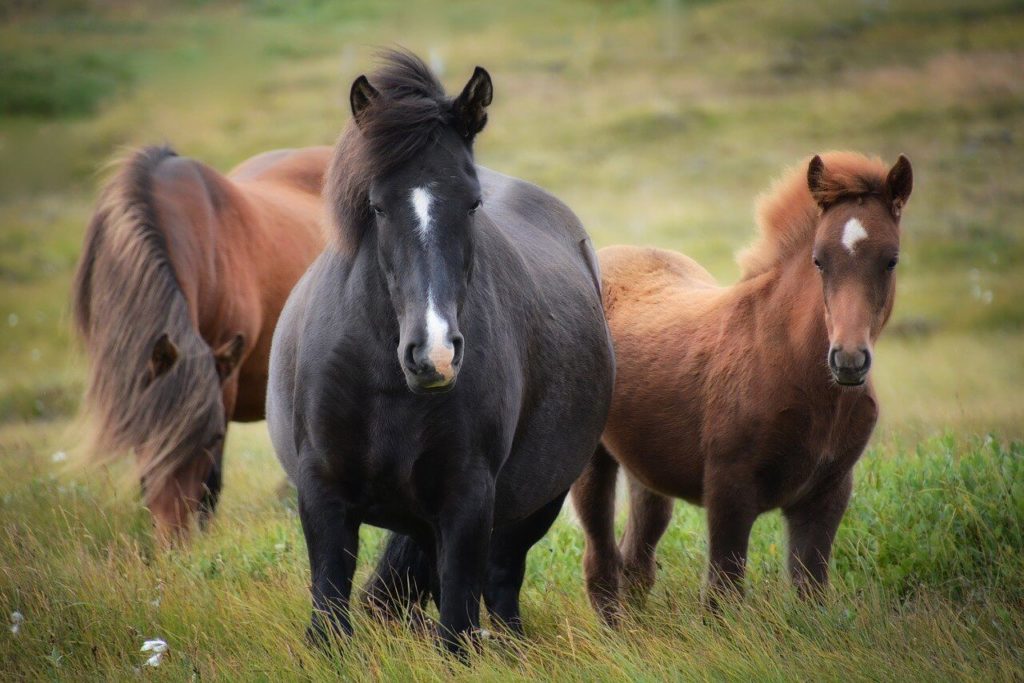 Wie lange leben Islandpferde? Alterserwartung im Fokus.