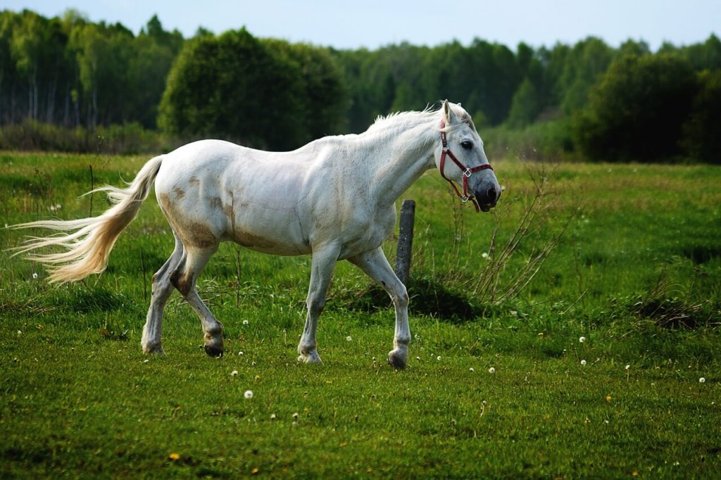 Konik