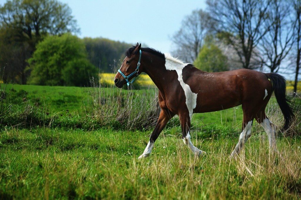 Konik