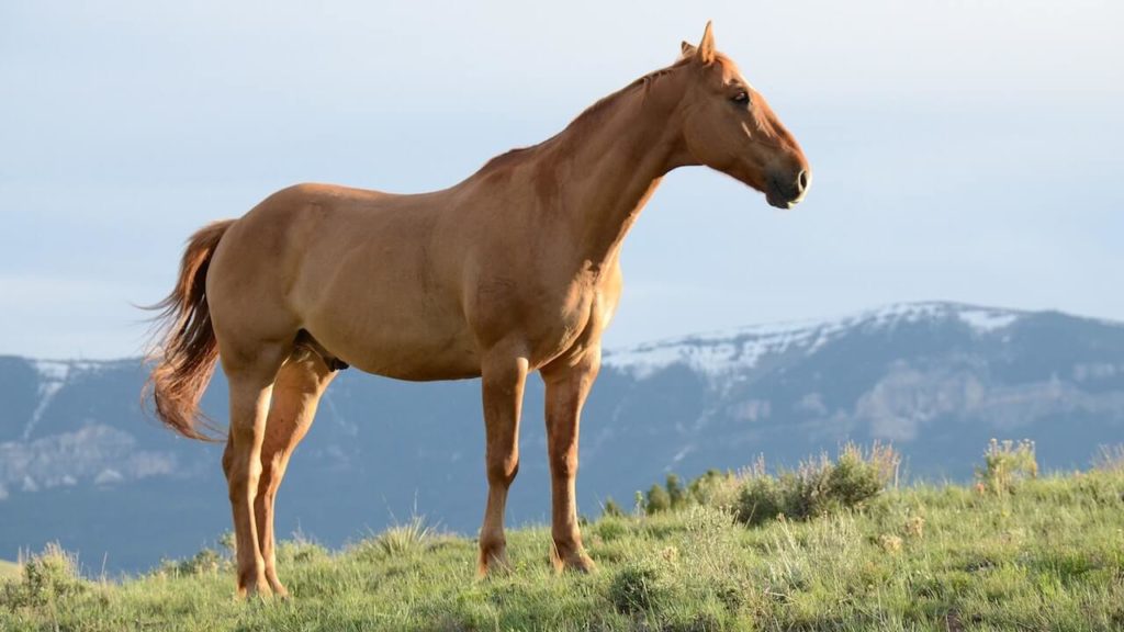 Morgan Horse