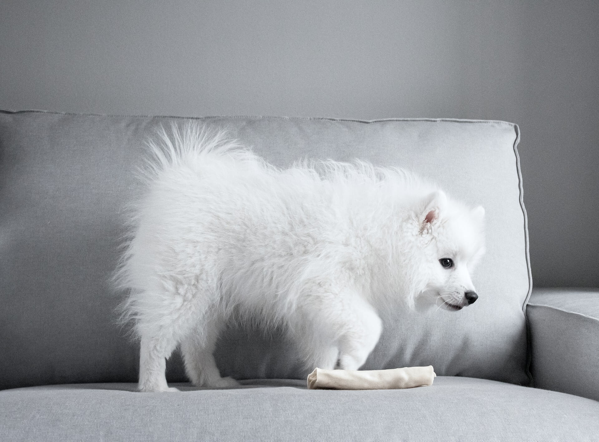 weißer hund