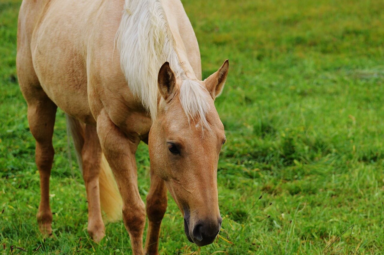 Aalstrich Pferd