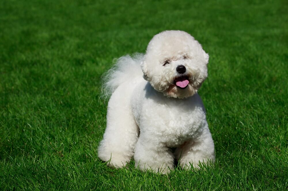 Bichon Friese