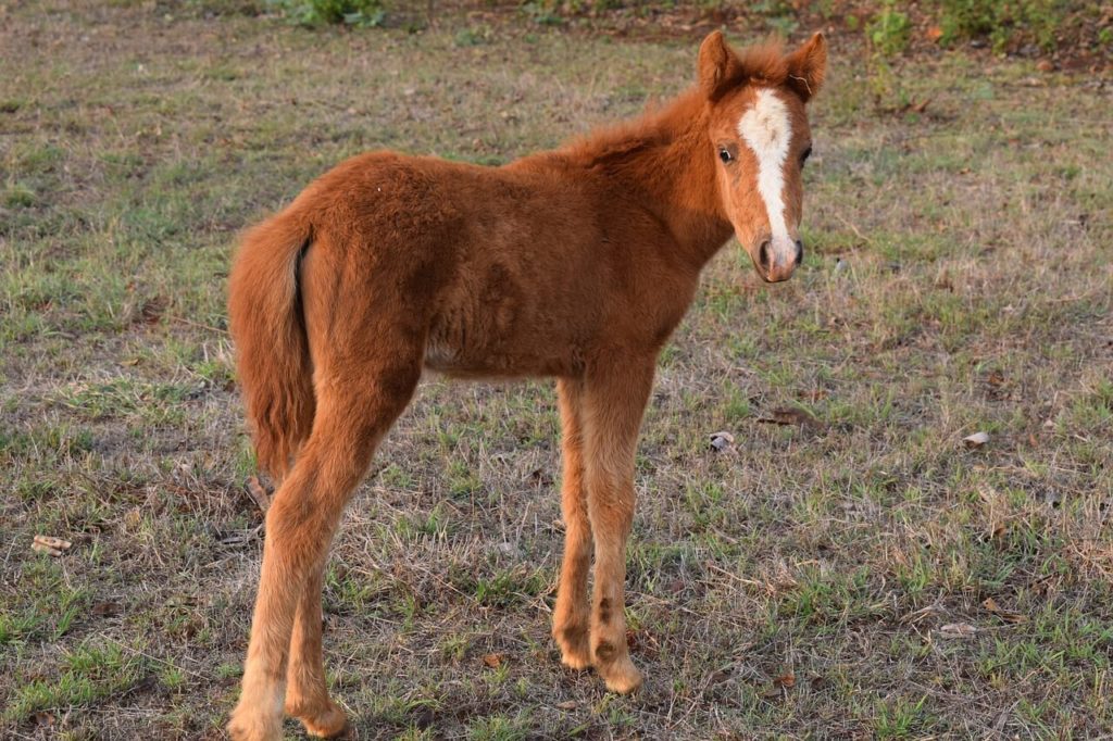 American Miniatur Horse