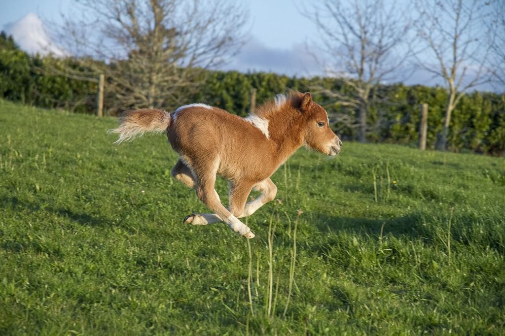 American Miniatur Horse