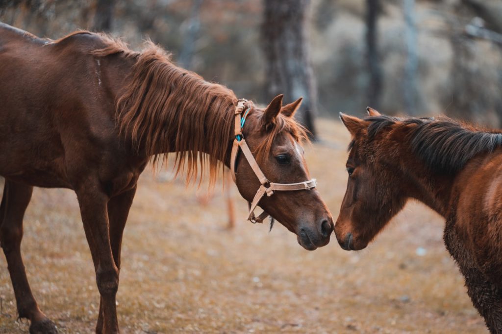 American Shetland Pony