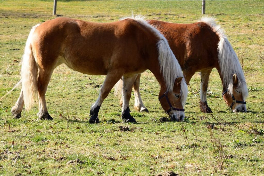American Shetland Pony 