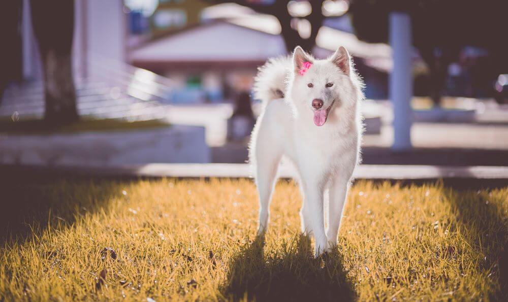 Amerikanischer Akita