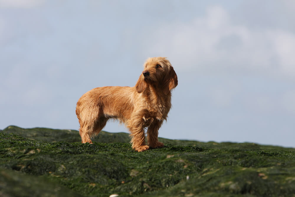asset Fauve de Bretagne