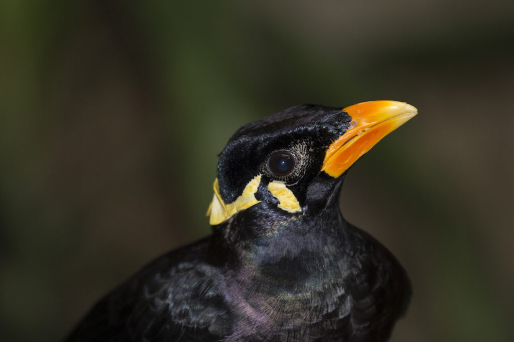 Beo Vogel