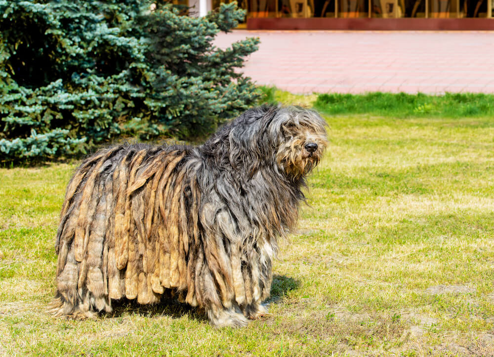 Bergamasker