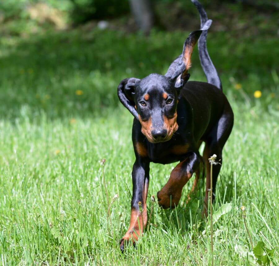 Black Tan Coonhound