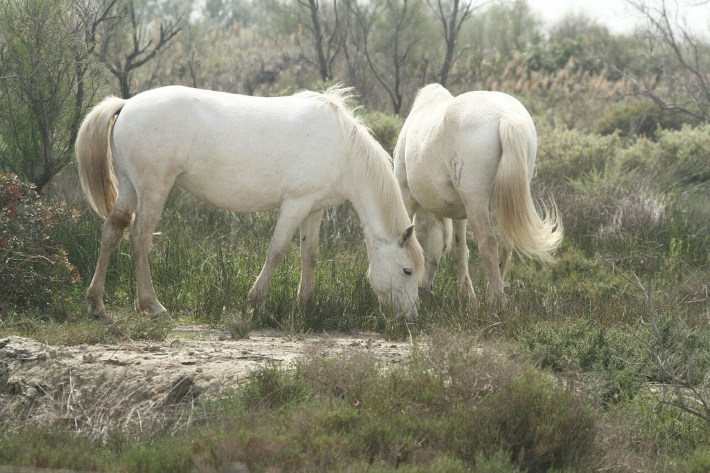 Camargue Pferde