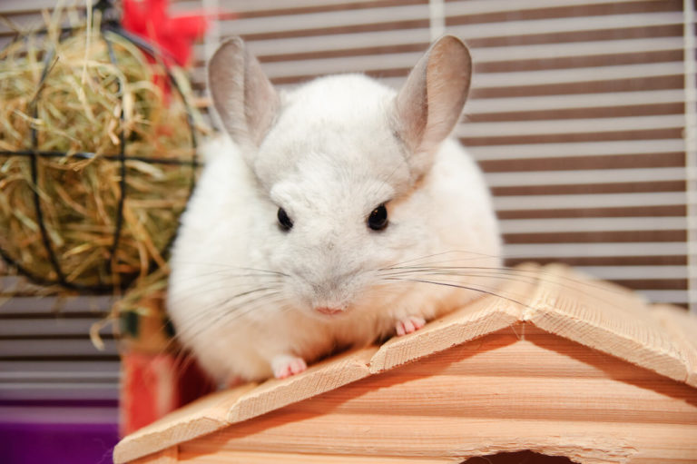 Chinchilla Haltung Das solltest du wissen