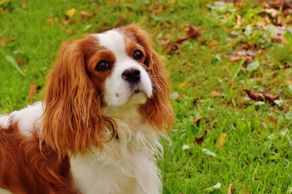 Clumber Spaniel