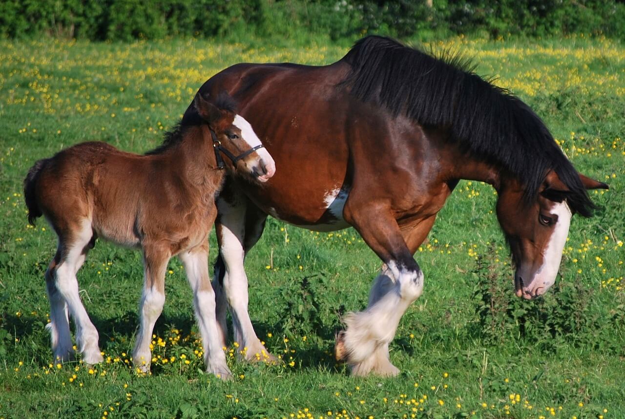 Clydesdale