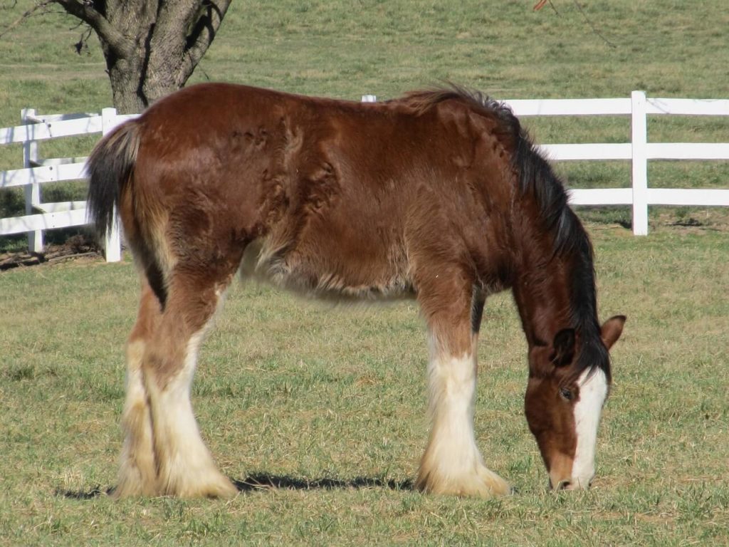 Clydesdale