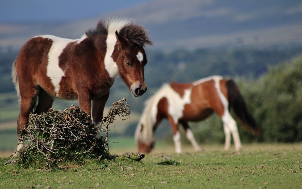 Dartmoor