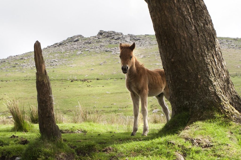 Dartmoor