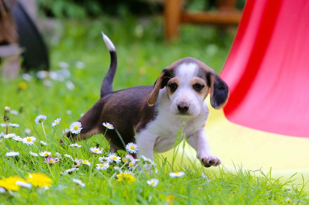 Hunderasse Deutsche Bracke Jagdhund und familienfreundlich