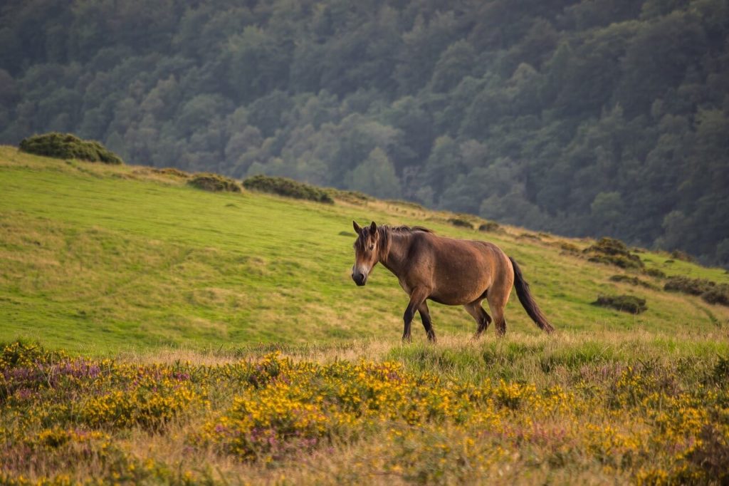 Exmoor Pony