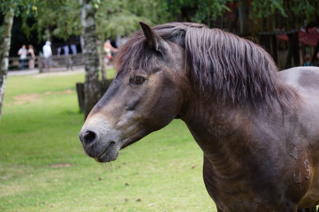 Exmoor Pony